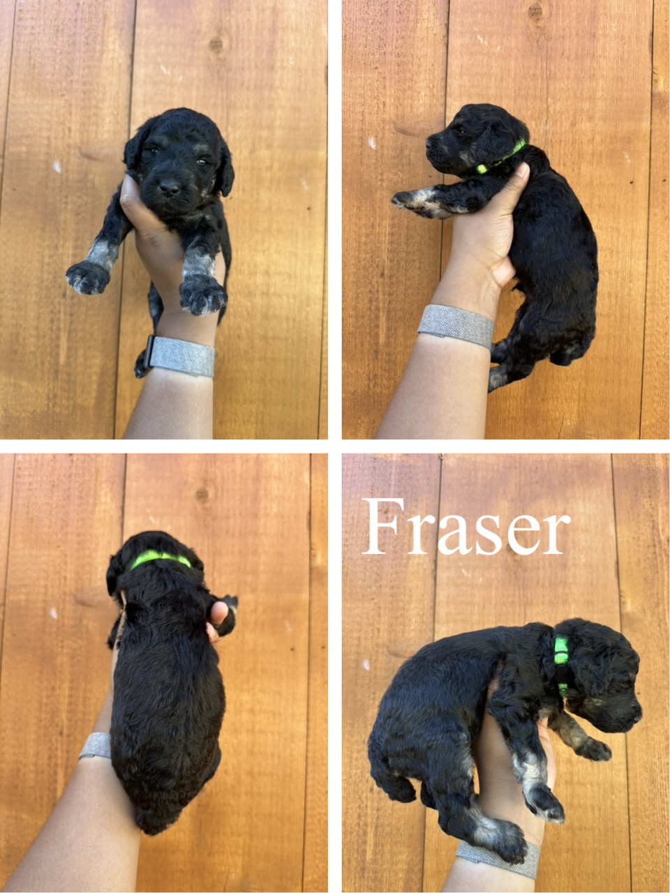Fraser (Green collar) 2